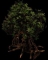 Arbre pétrifié