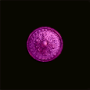 boubou_plaque_violet.png