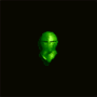 heaume_plaque_vert_fluo_inv.png